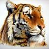 Tiger Airbrushed on a T-Shirt